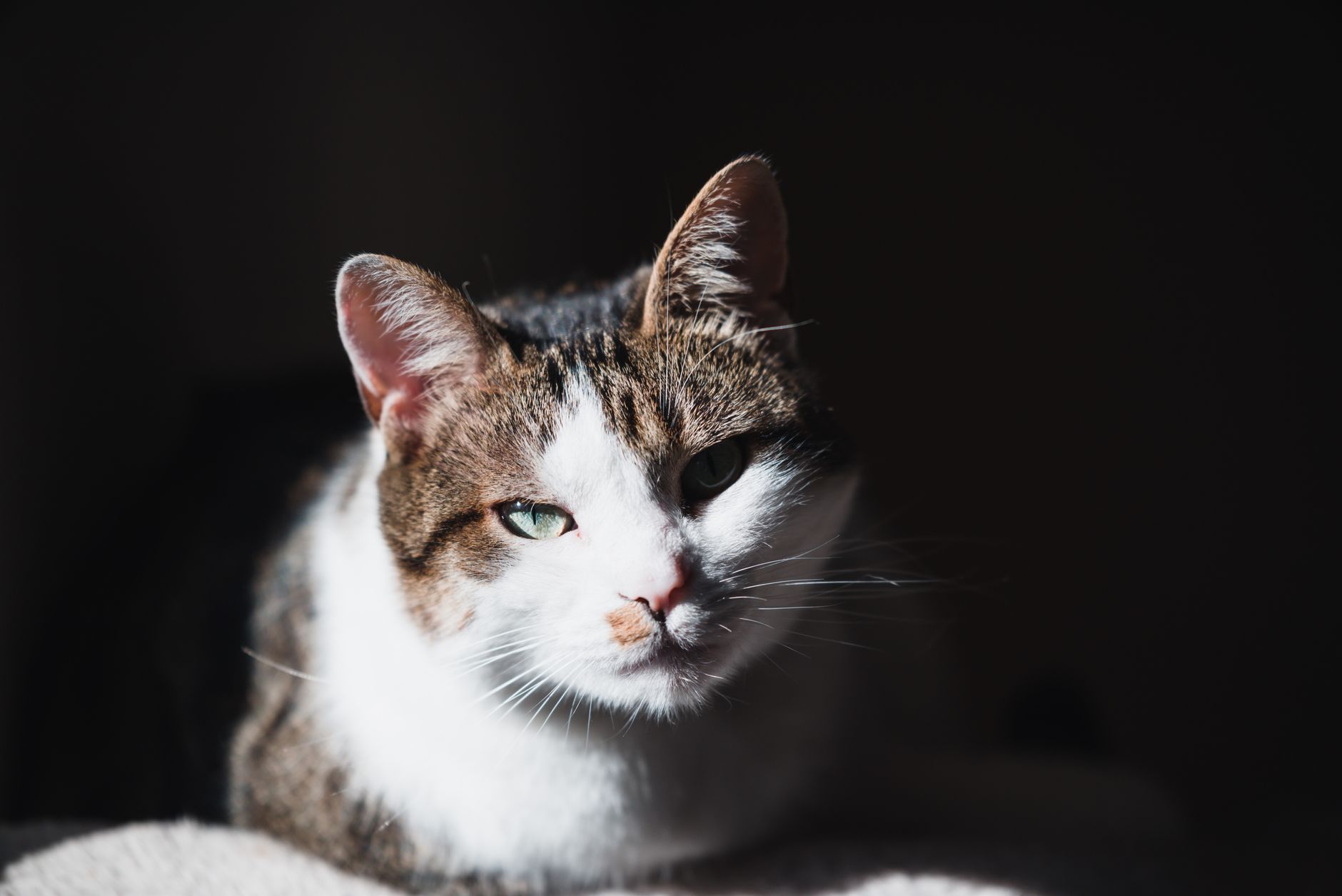 Veterinary care for a cat