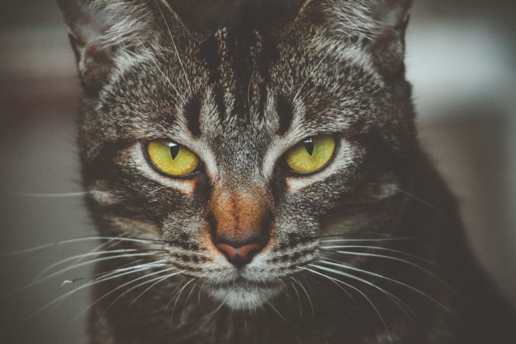 does high alp always mean trouble in cats