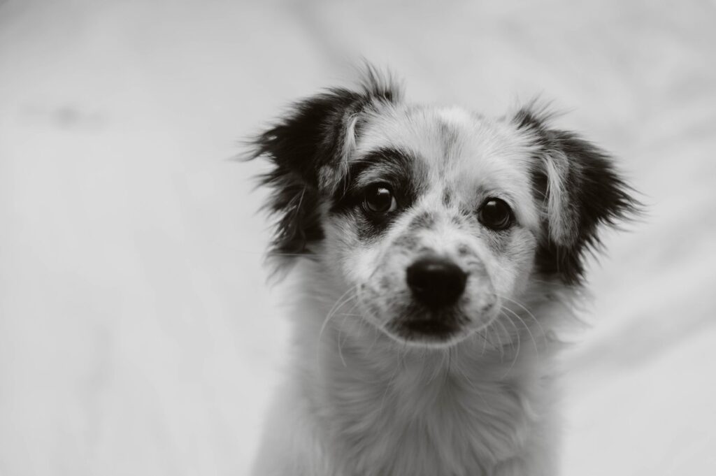 dog elevated lipase pancreatic health concerns decoded