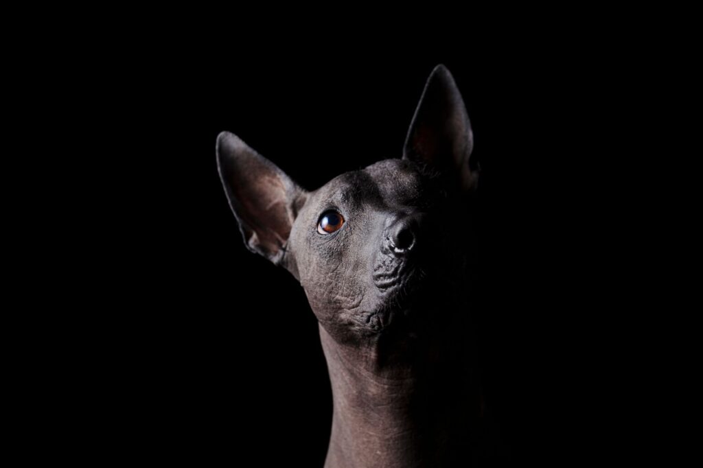dog heart failure nt probnp monitoring guide