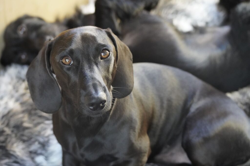 dog kidney failure elevated bun and creatinine