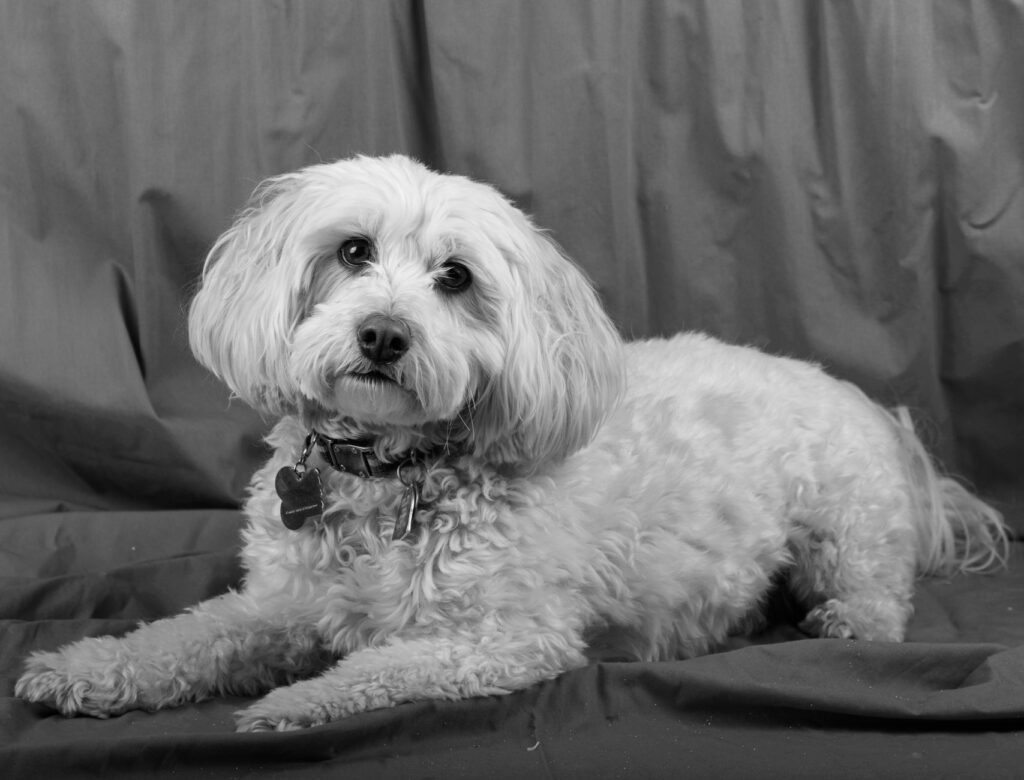 dog toxicity chocolate and nsaid blood tests