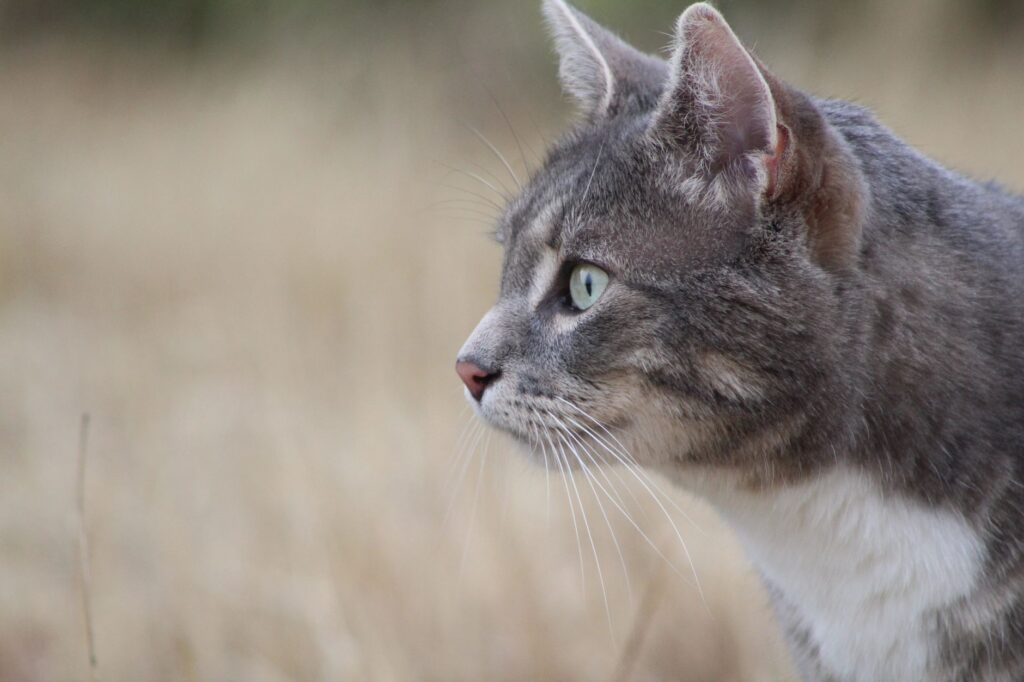 early signs of kidney failure in cats blood tests decoded