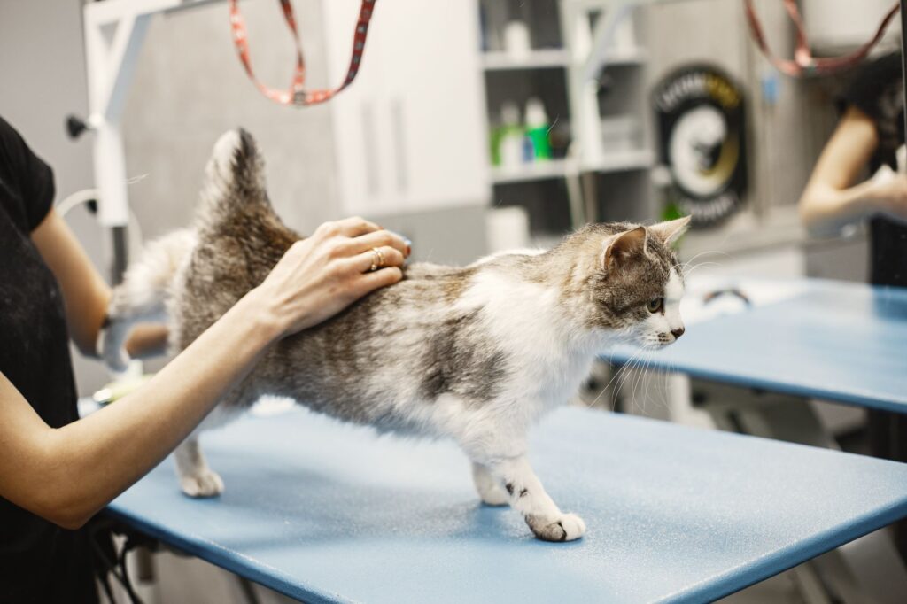 early signs of kidney failure in cats from blood tests