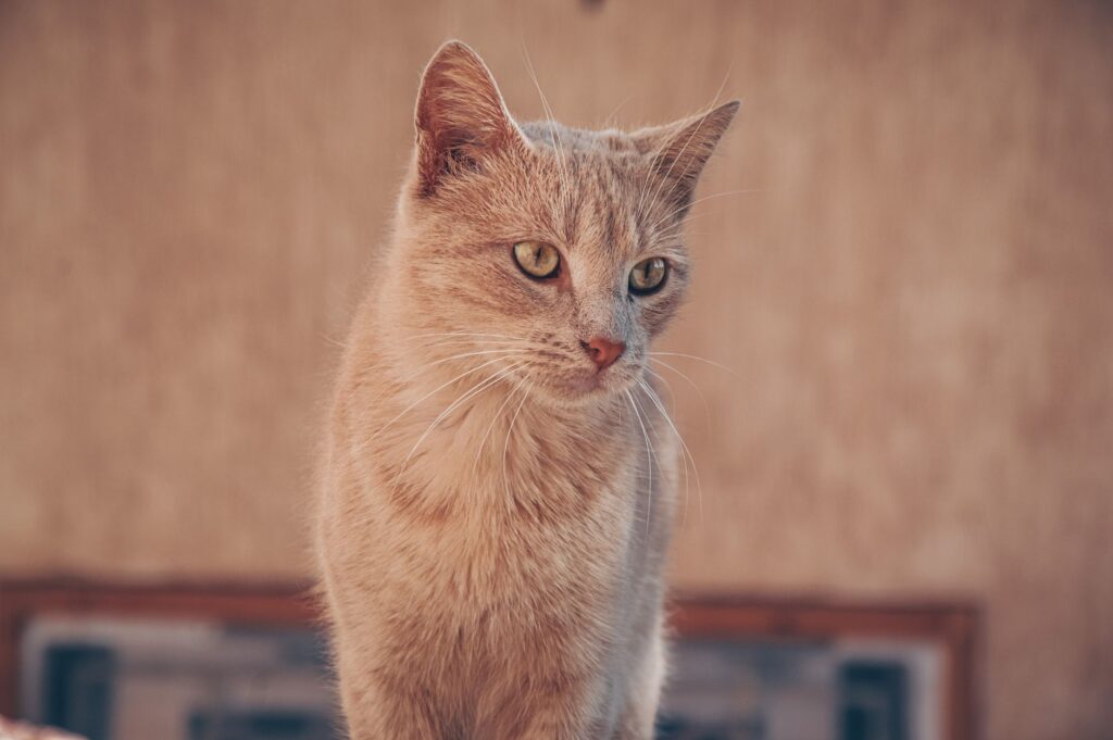 elevated alt levels in cats with feline hepatitis diagnosis