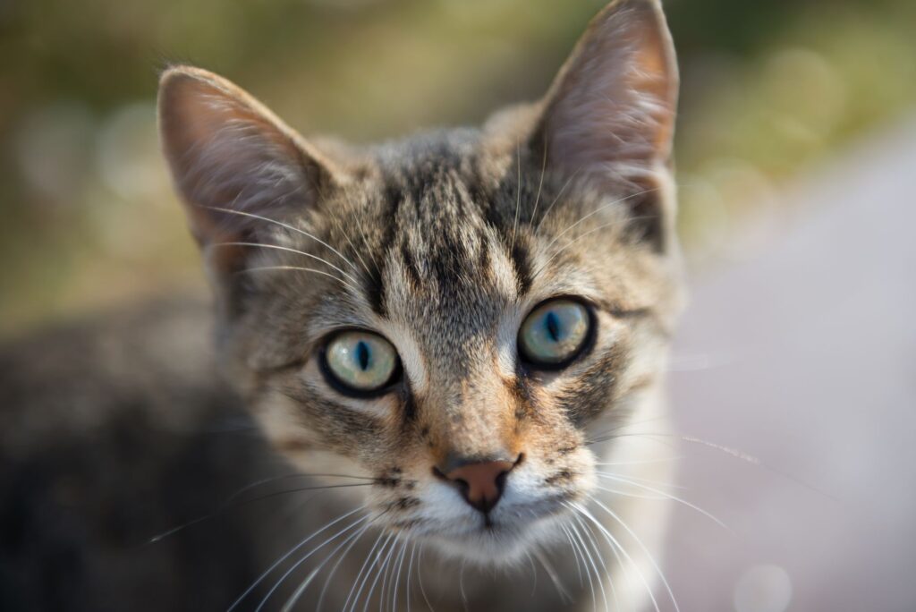 elevated bun and creatinine in cats post renal transplantation care