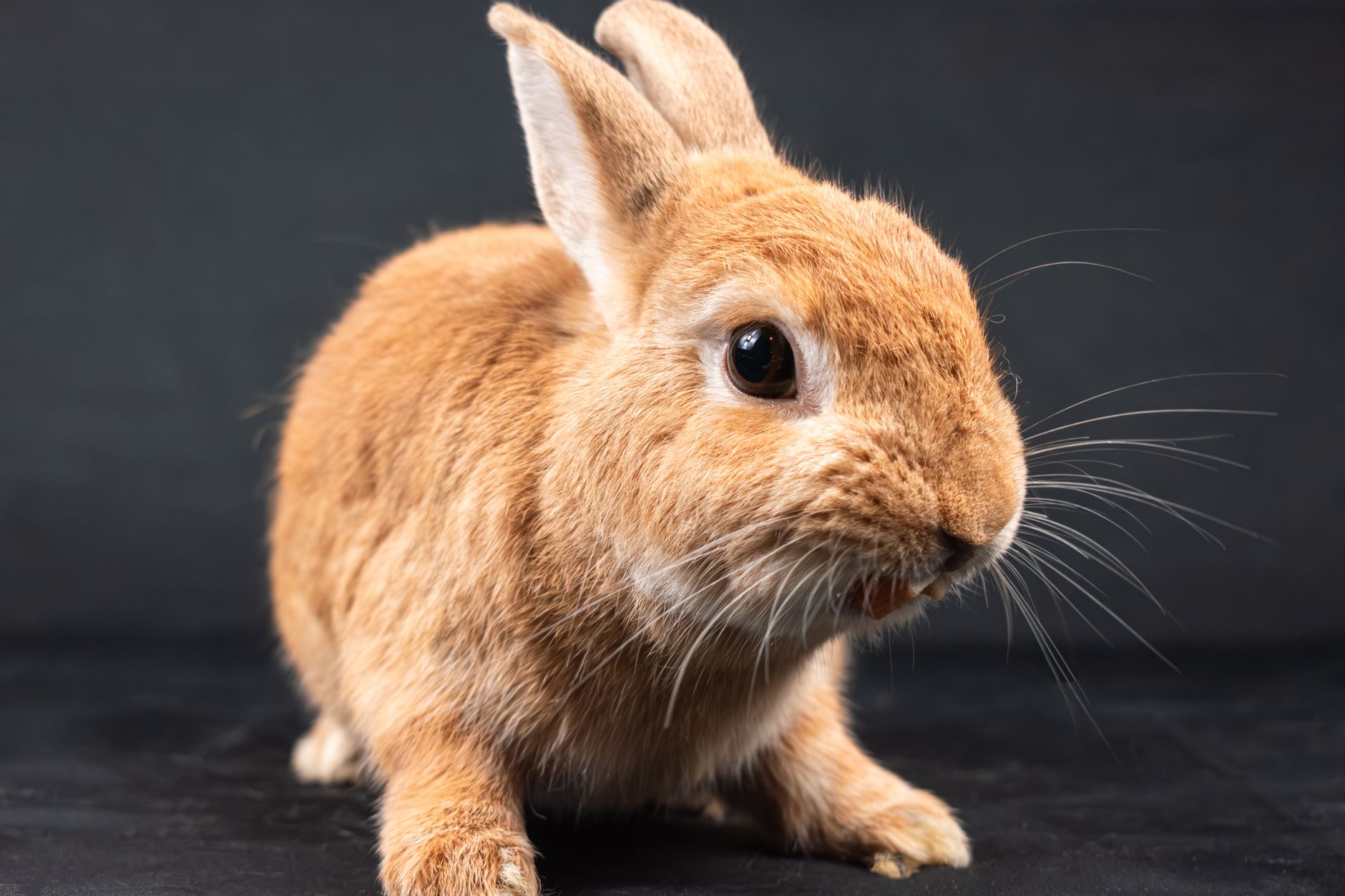 Veterinary care for a rabbit