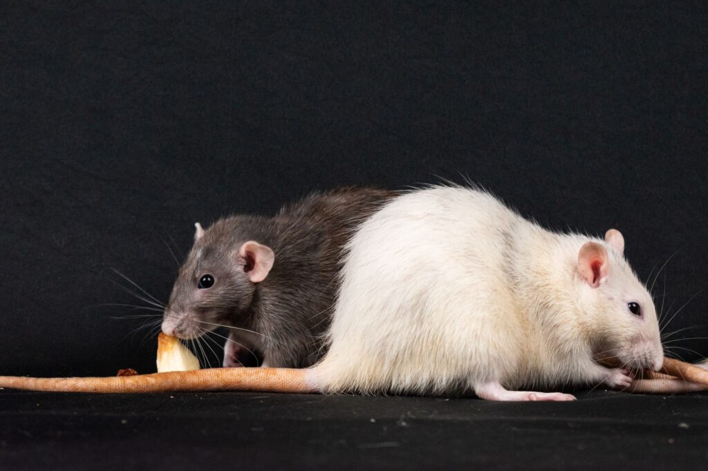 elevated bun in rats chronic kidney disease early markers