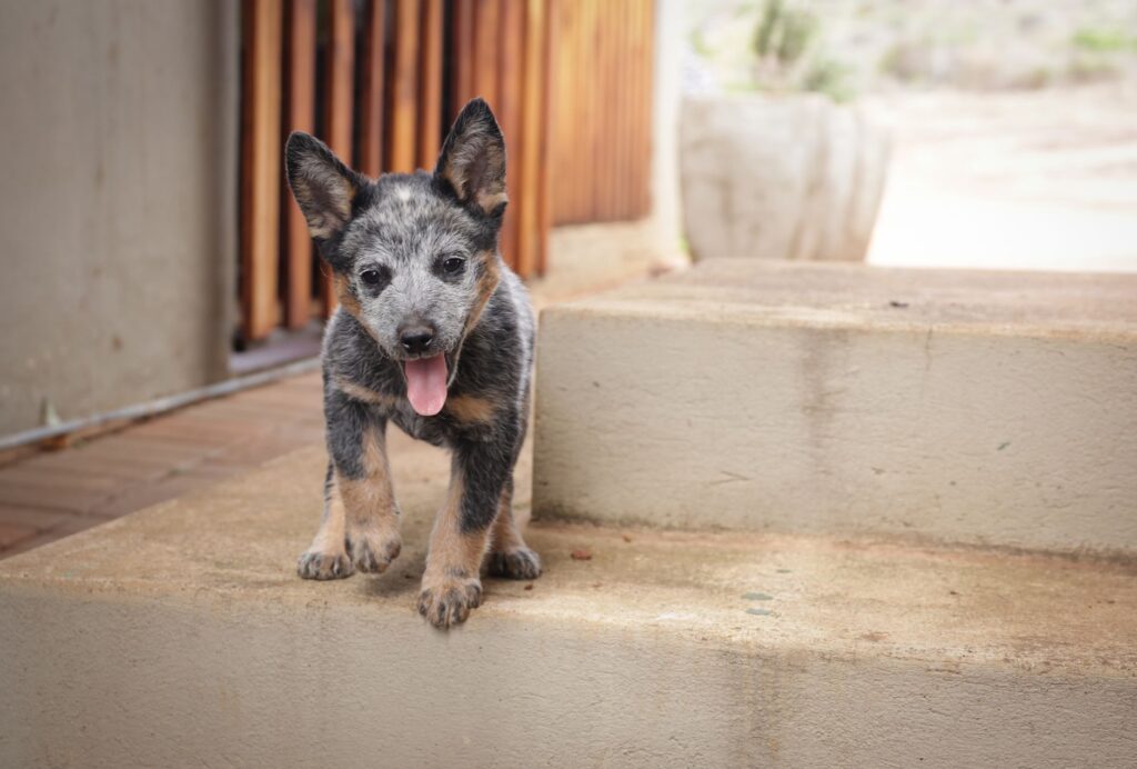 elevated bun in young dogs kidney function concerns