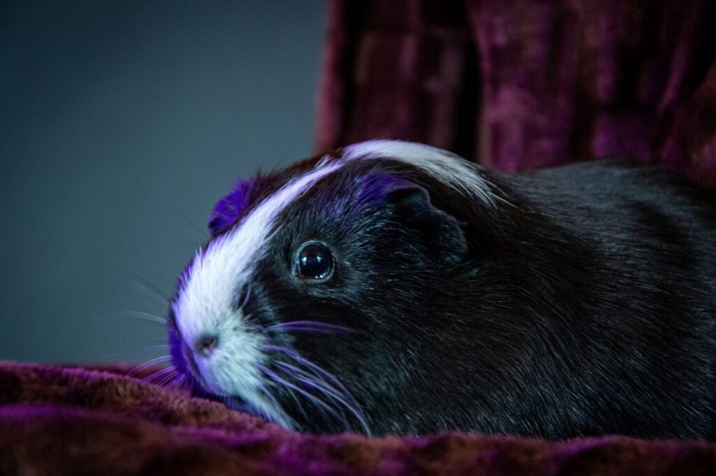 elevated calcium in guinea pigs urinary stones risk