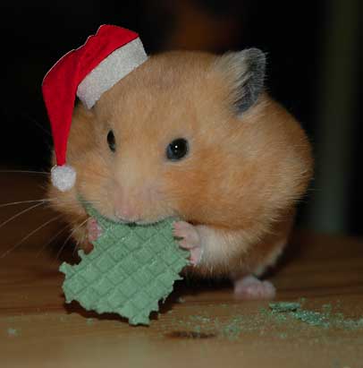 Elevated Cholesterol in Hamsters – Hyperlipidemia Signs