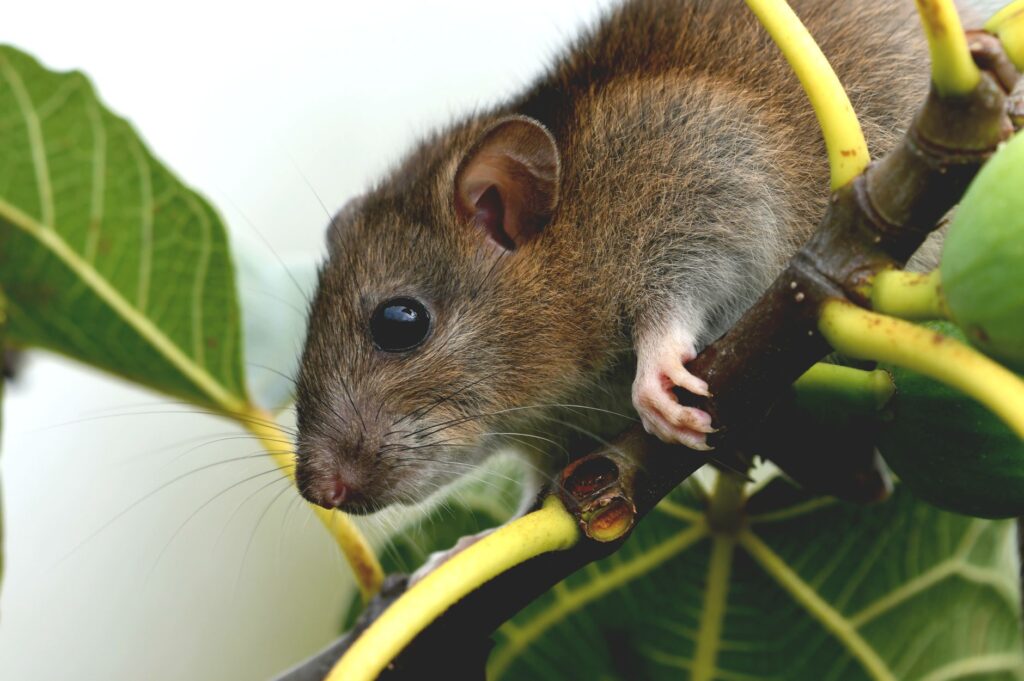 elevated cholesterol in rats metabolic disease signs