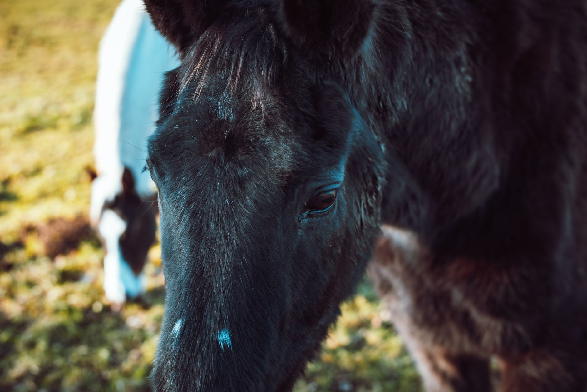 Veterinary care for a horse