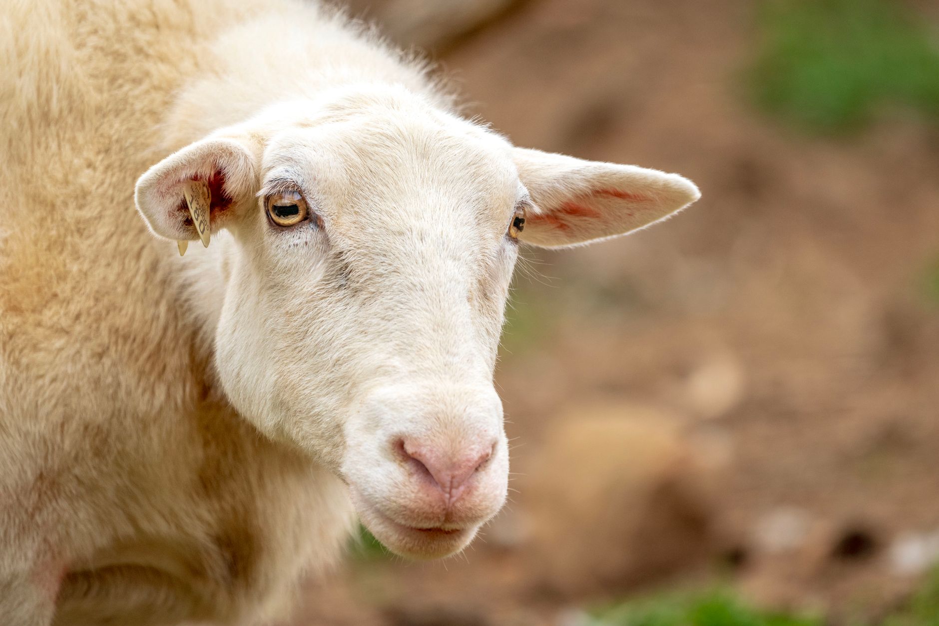 Veterinary care for a sheep