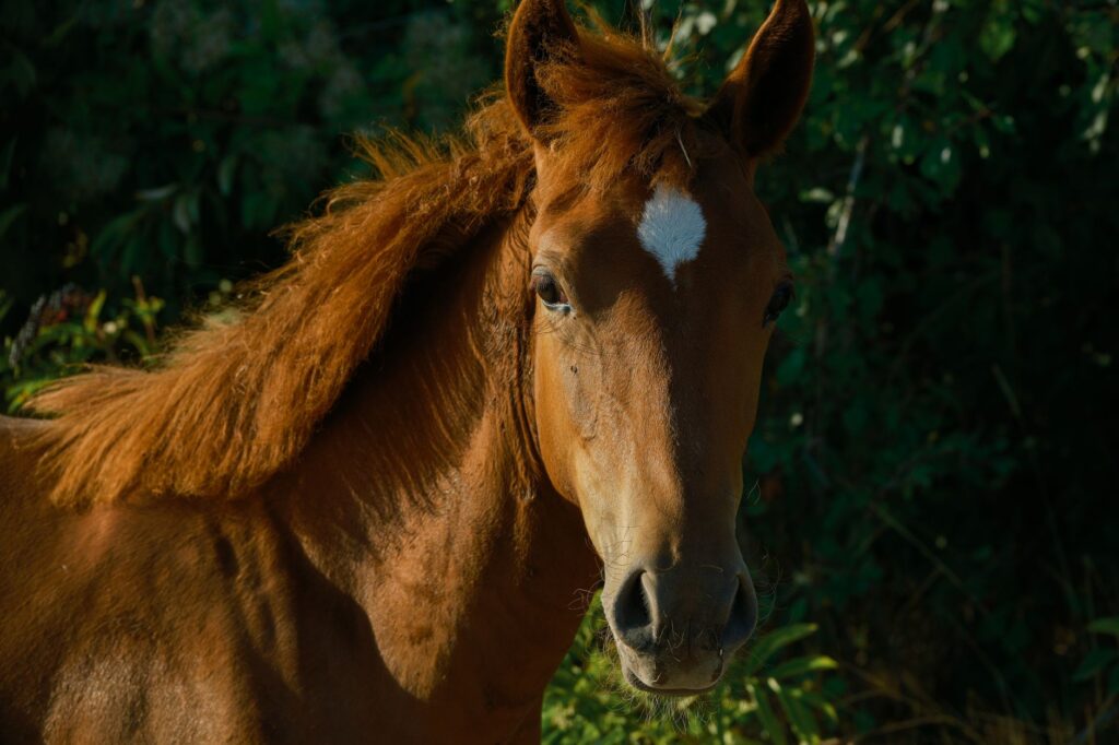 elevated ggt in horses liver and bile duct disease markers
