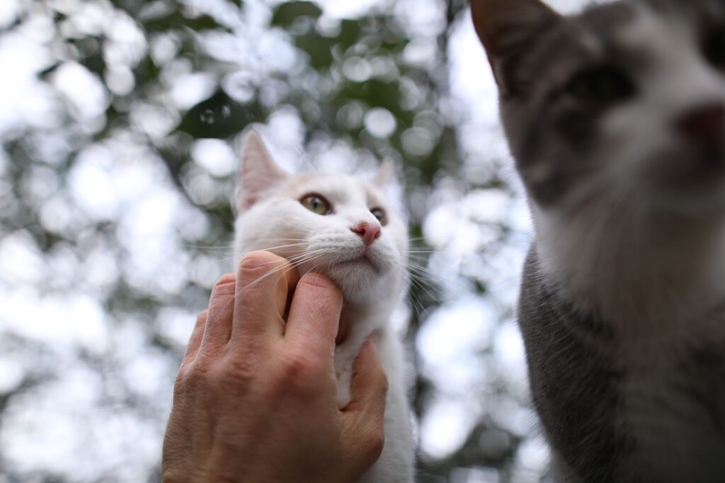 elevated lactate levels in cats during shock and sepsis situations