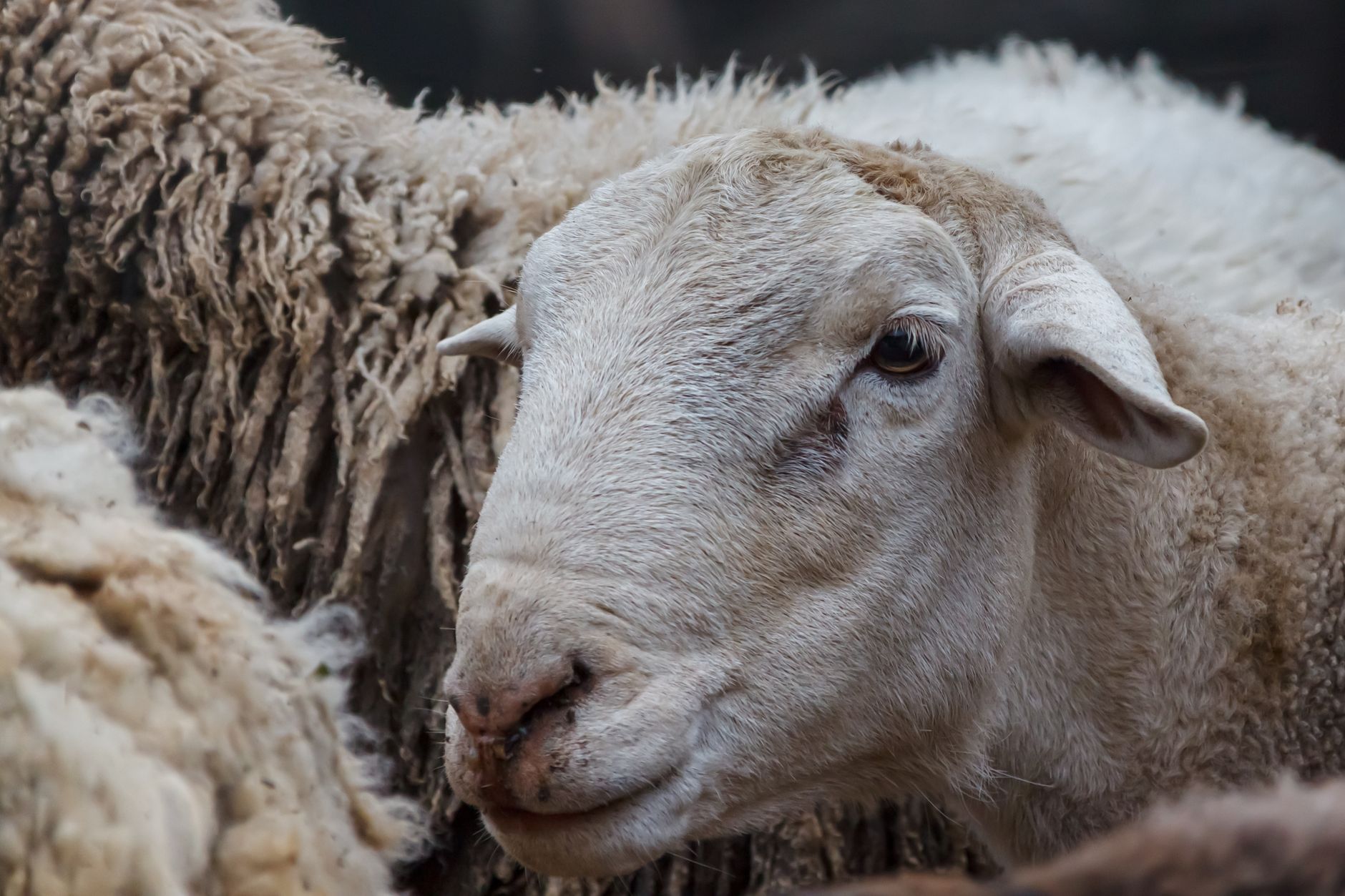 Veterinary care for a sheep