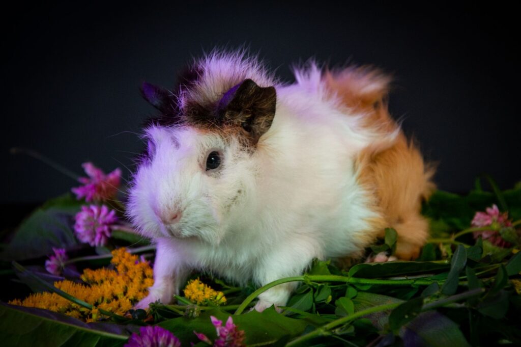 elevated lymphocytes in guinea pigs what owners should know