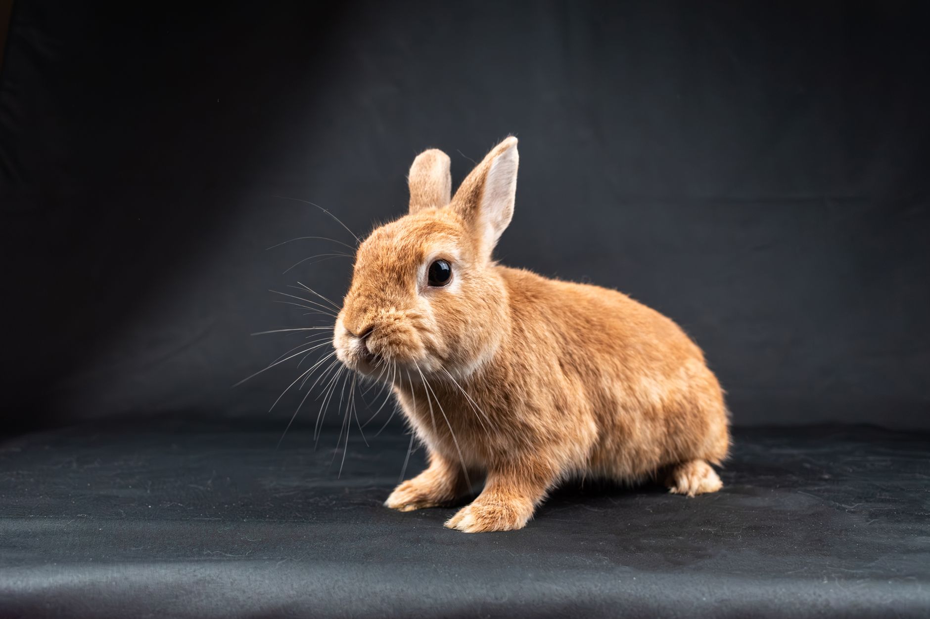 Veterinary care for a rabbit