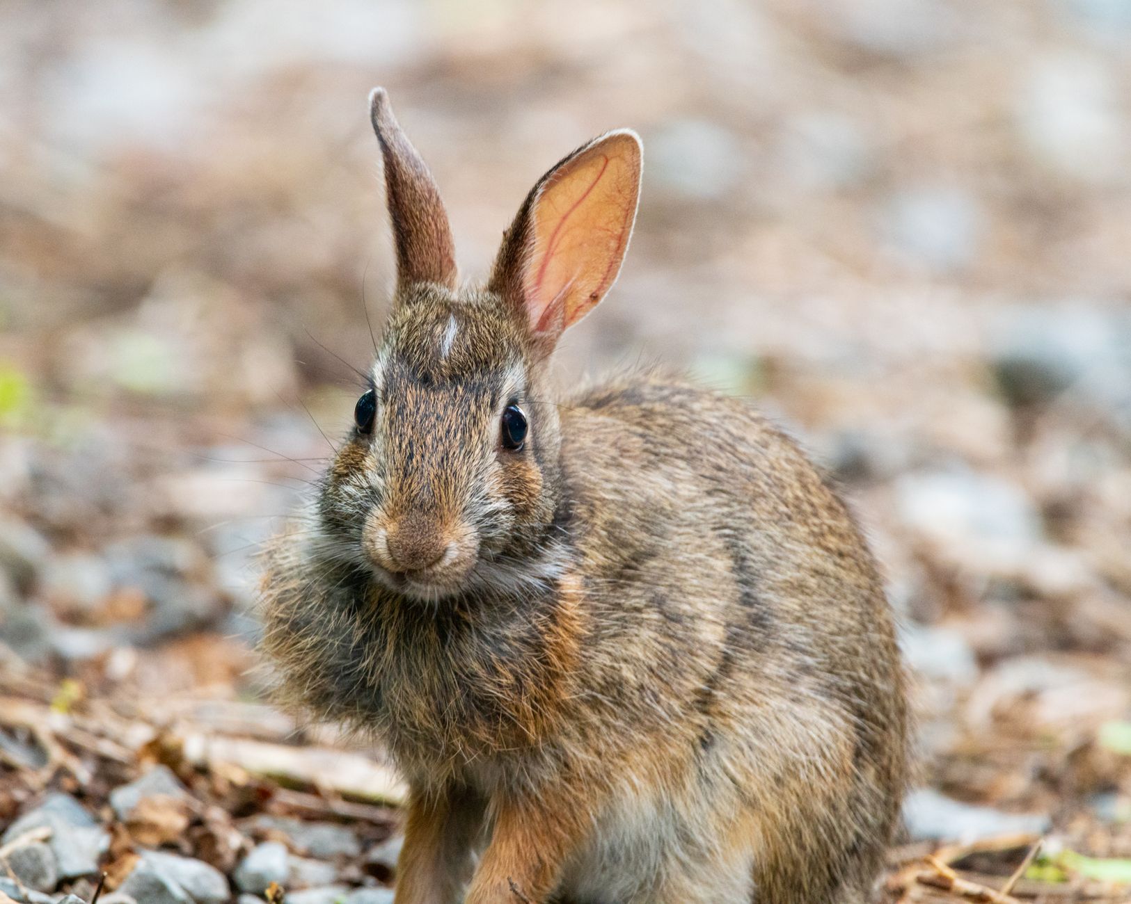 Veterinary care for a rabbit