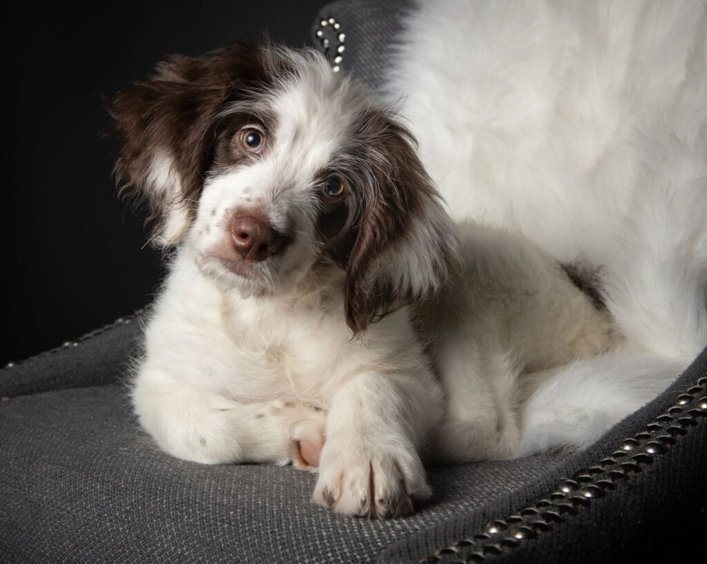 elevated wbc in dogs infection inflammation or leukemia