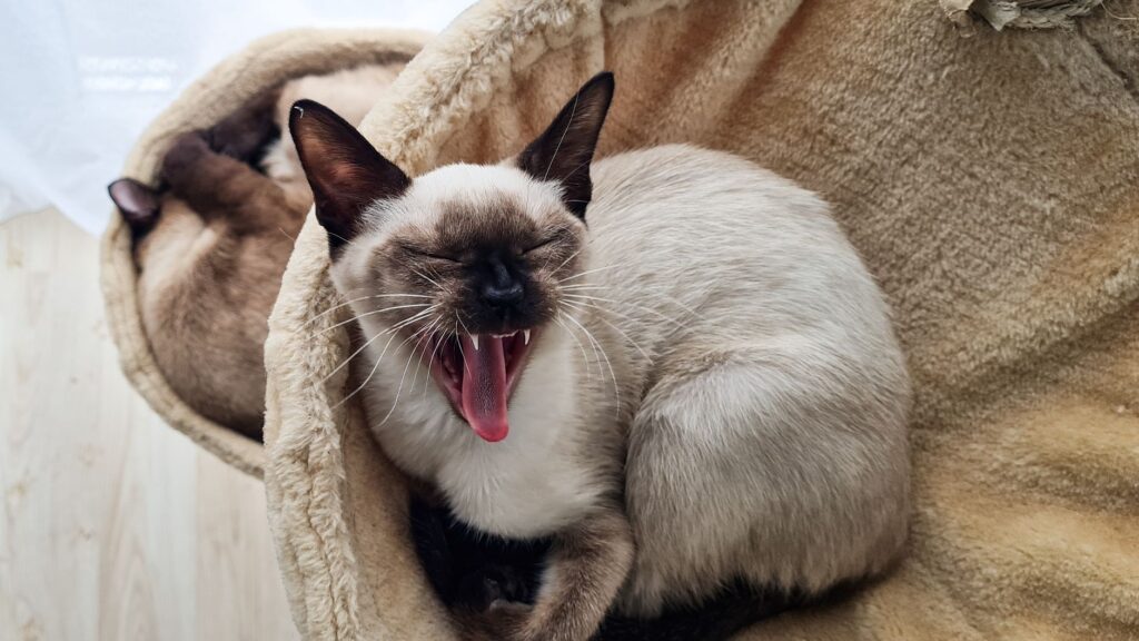 feline hyperthyroidism elevated t4 and tsh levels