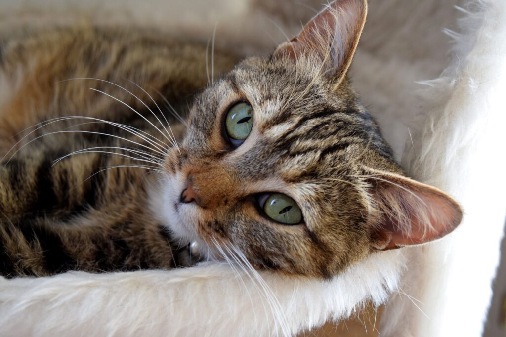 feline hyperthyroidism t4 ft4 and tsh correlation