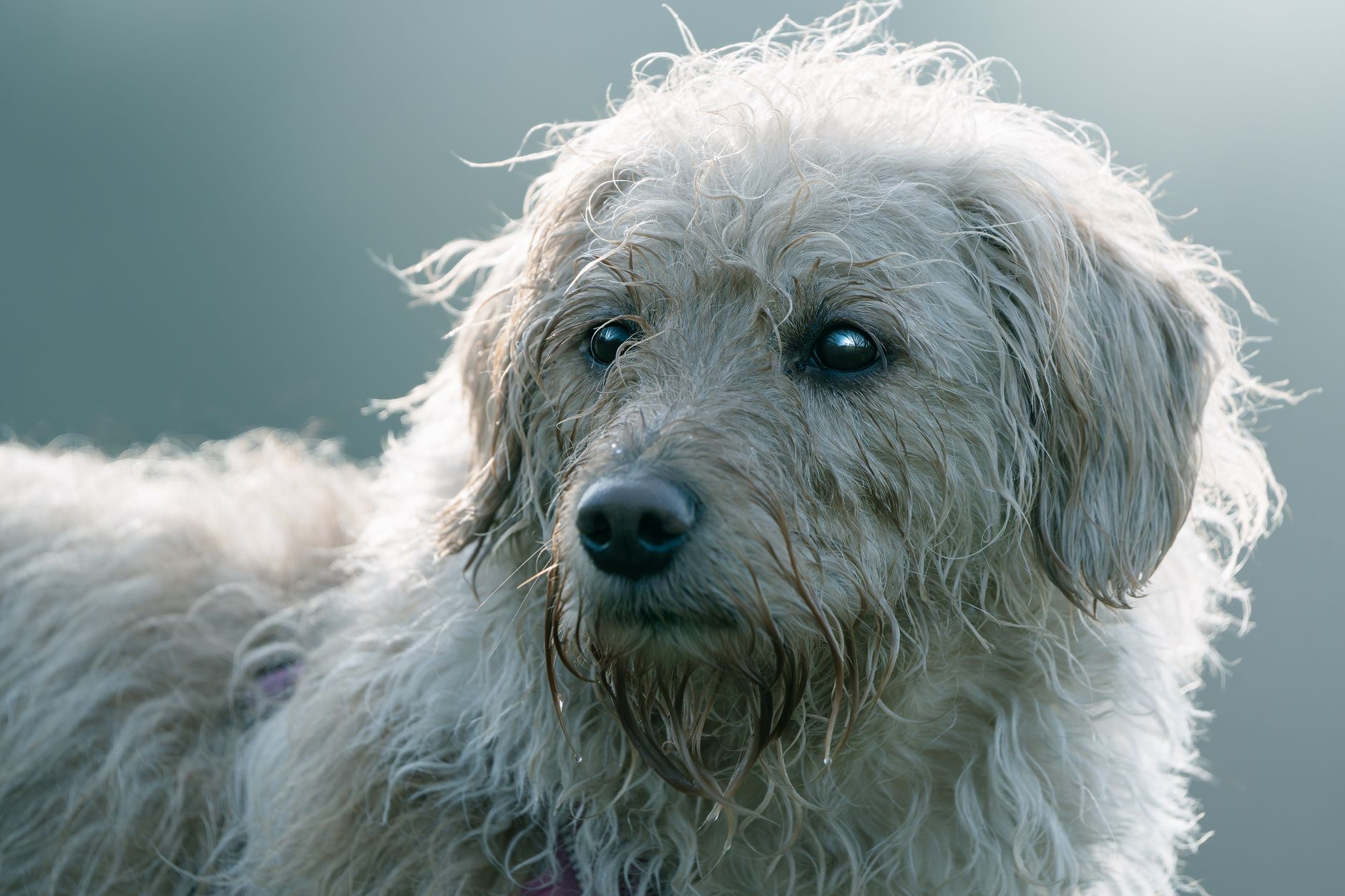 Veterinary care for a dog