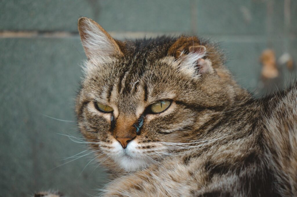 ggt blood test in cats what it measures