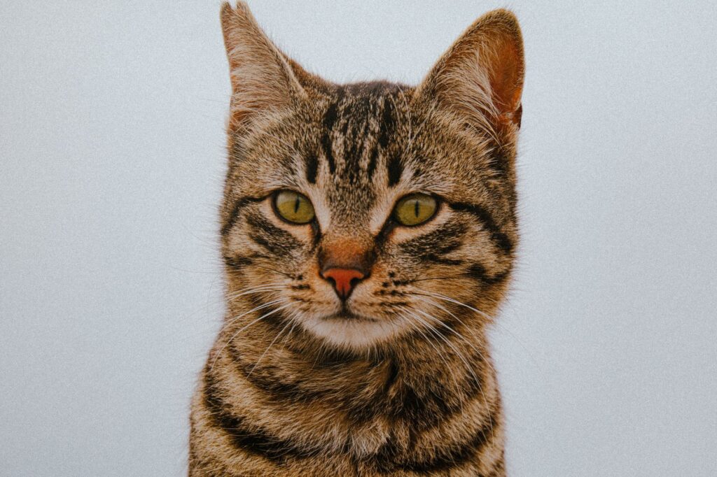 ggt levels in kittens normal or not