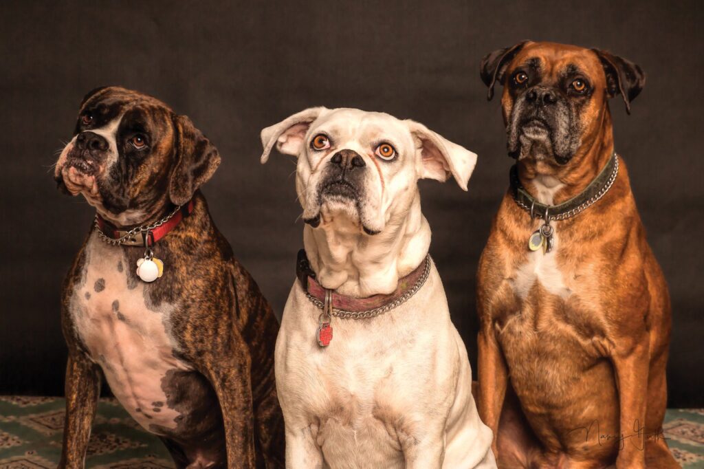 ggt levels in puppies normal or not