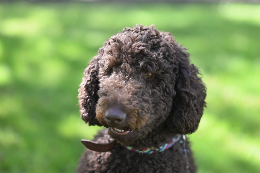 glucose blood test in dogs what it measures