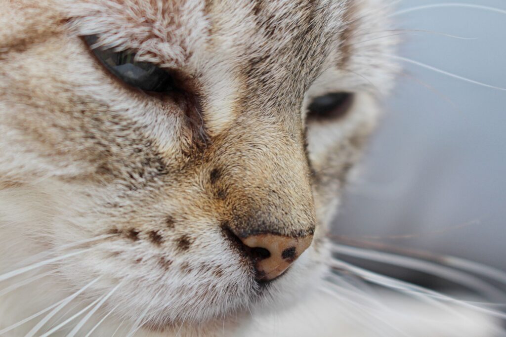 glucose in cats how to read and interpret the result