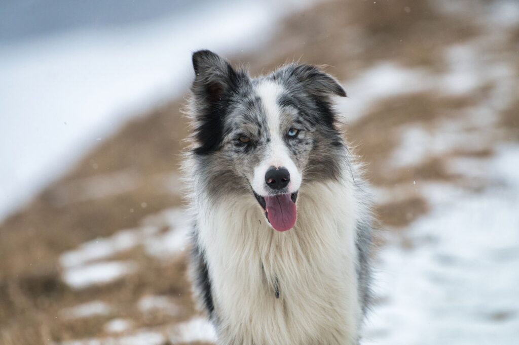 glucose in dogs how to read and interpret the result