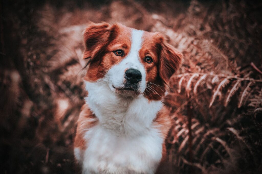 glucose levels in puppies normal or not