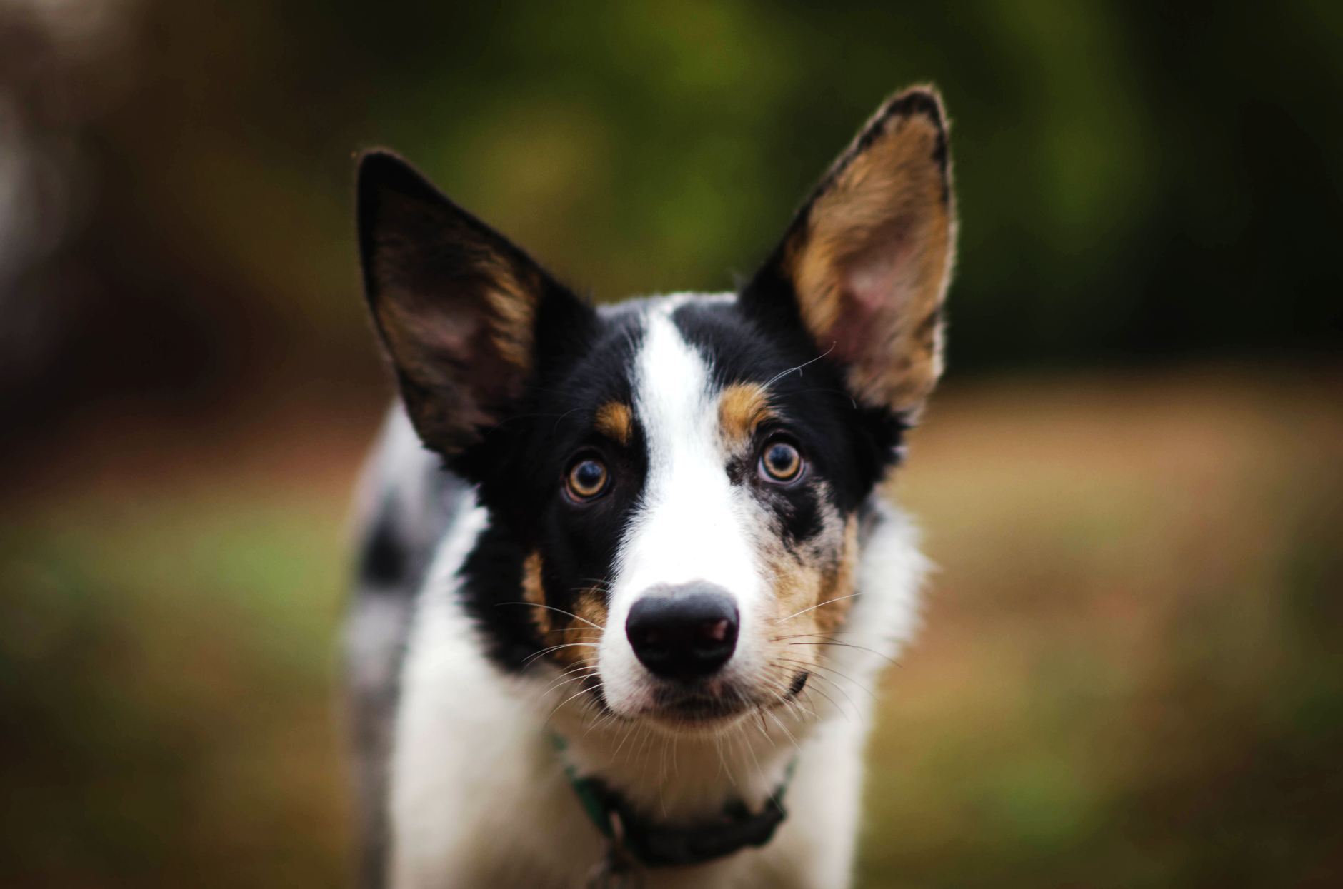 Veterinary care for a dog