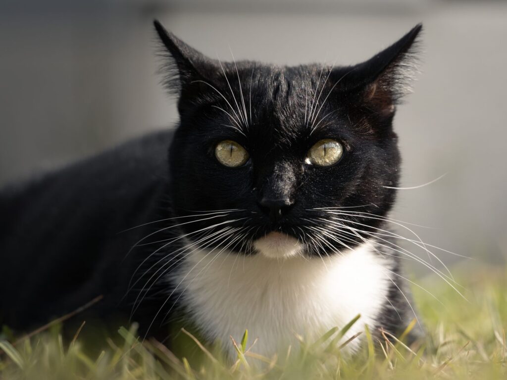 hematocrit in cats how to read and interpret the result