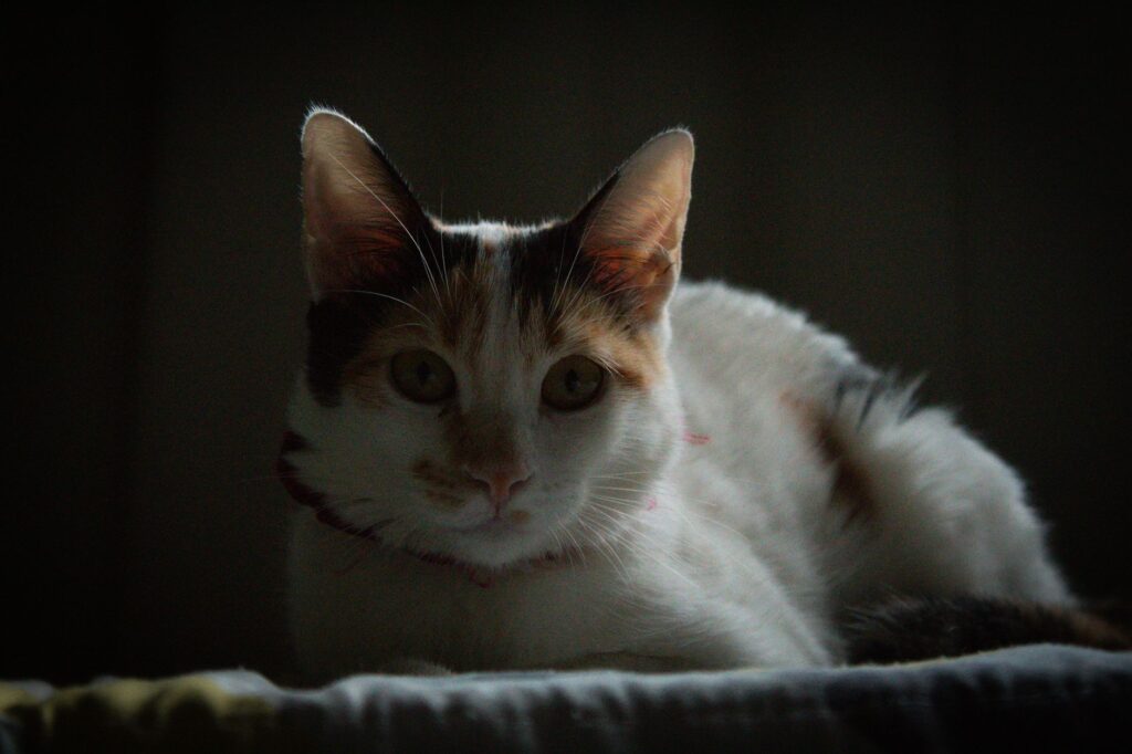 hematocrit levels in kittens normal or not