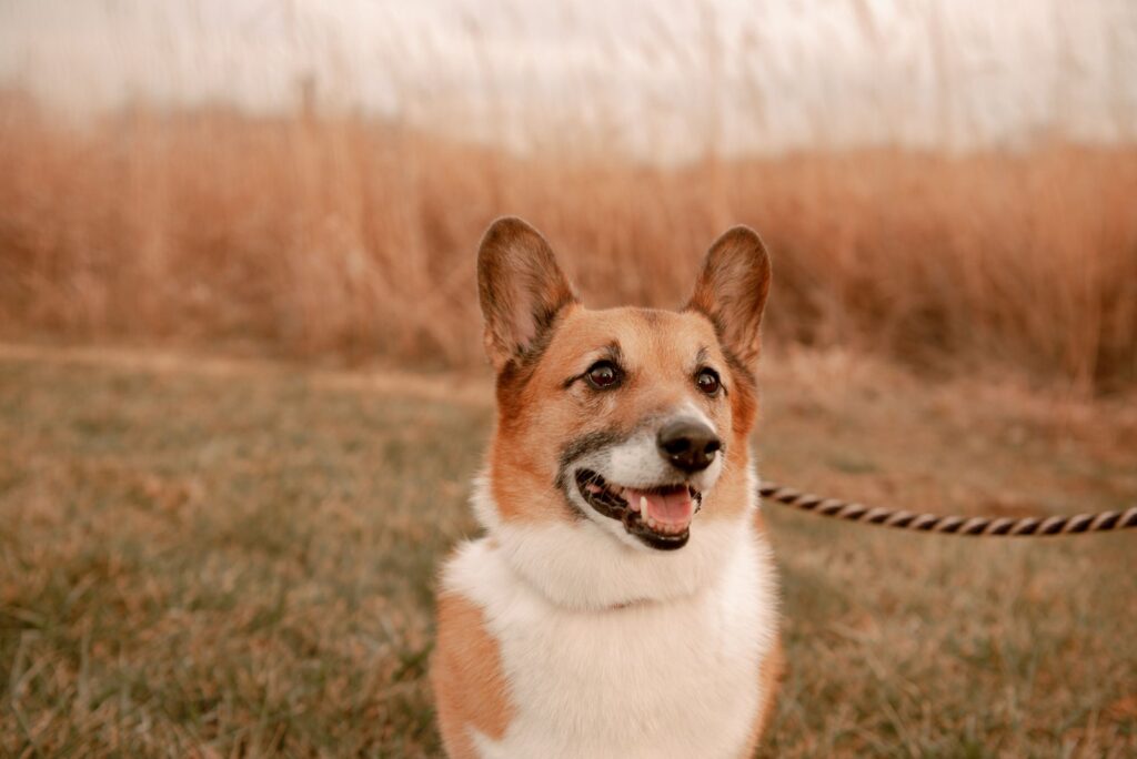 hematocrit levels in puppies normal or not