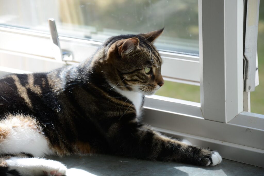 hepatic lipidosis in cats lab findings and emergency nutrition