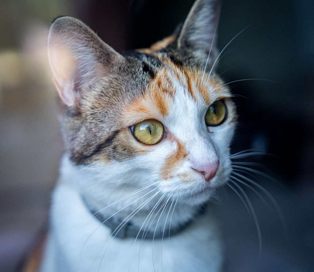 high alp in cats causes diagnosis and vet treatment