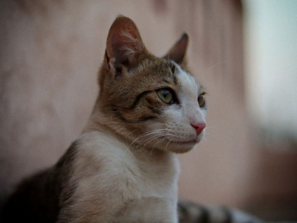 high alp in cats when to worry and when not to