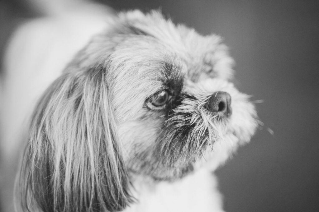 high alp in dogs causes diagnosis and vet treatment