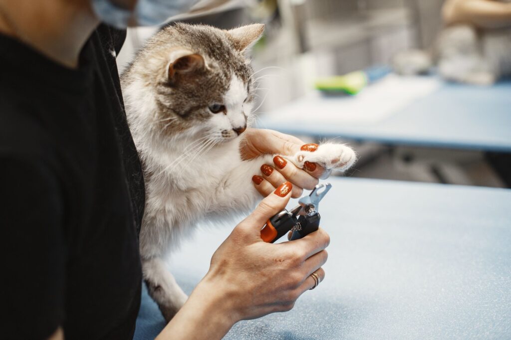 high alt after pain medication in cats toxicity warning