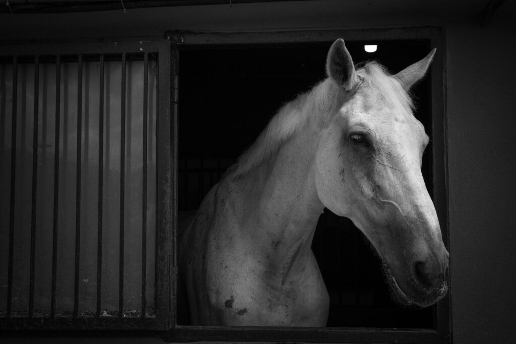 high alt and ast in horses liver disease or muscle damage