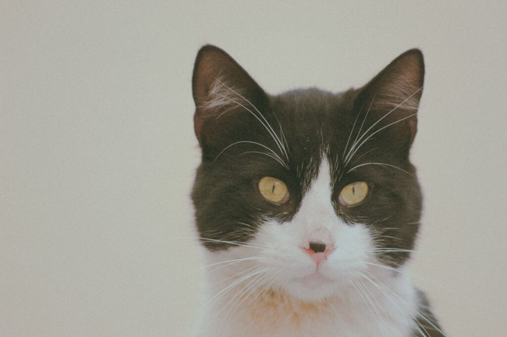 high alt in cats causes diagnosis and vet treatment