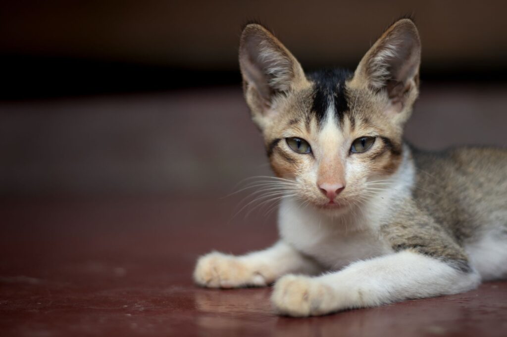 high alt in cats liver or something else