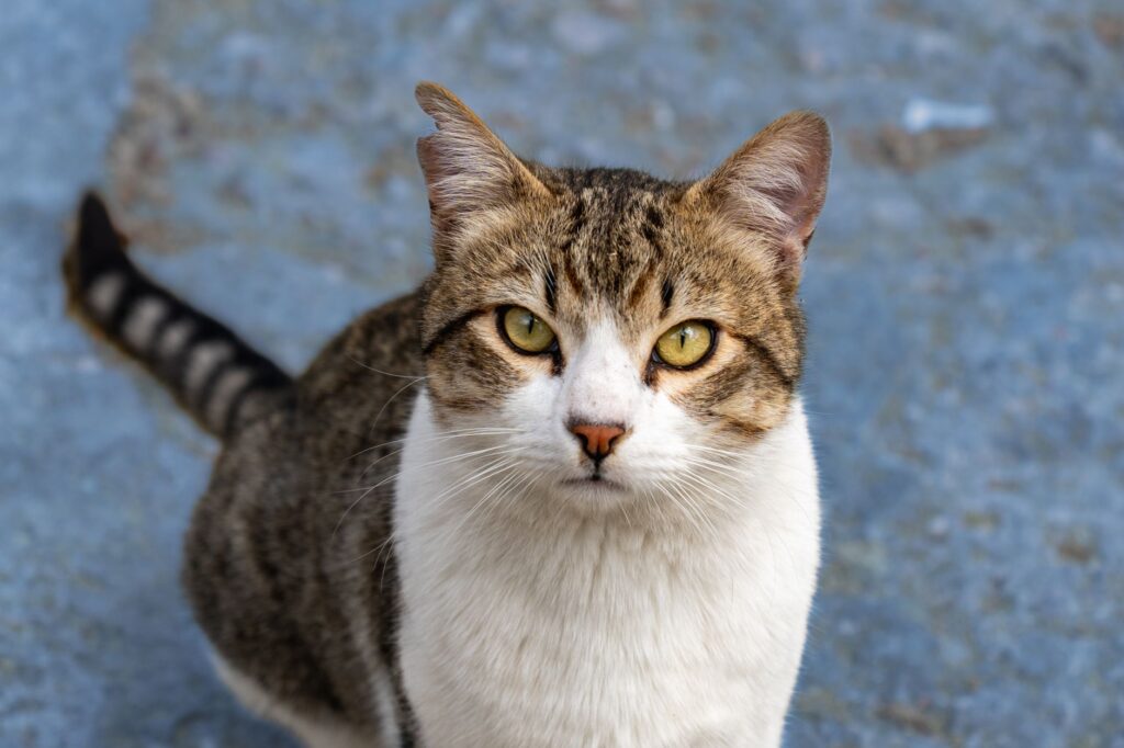 high alt in cats long term outlook