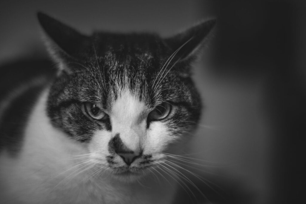 high alt in cats what tests come next