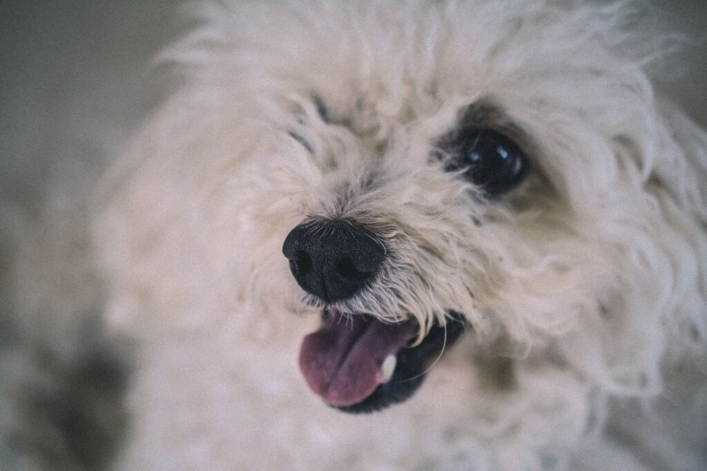 high alt in dogs causes diagnosis and vet treatment
